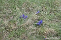 VBS_1163 - Fioritura narcisi a Castelnuovo Nigra 2023